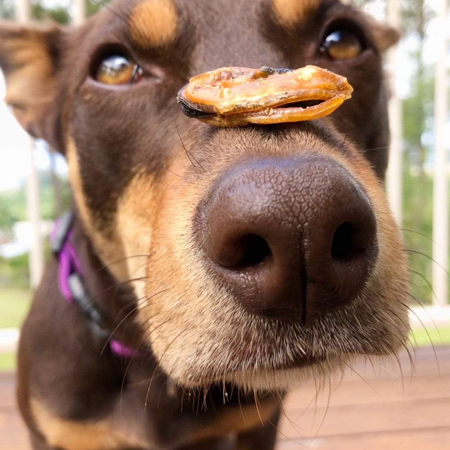 Gettn' Lippy Wit It - Groenlip Mossels