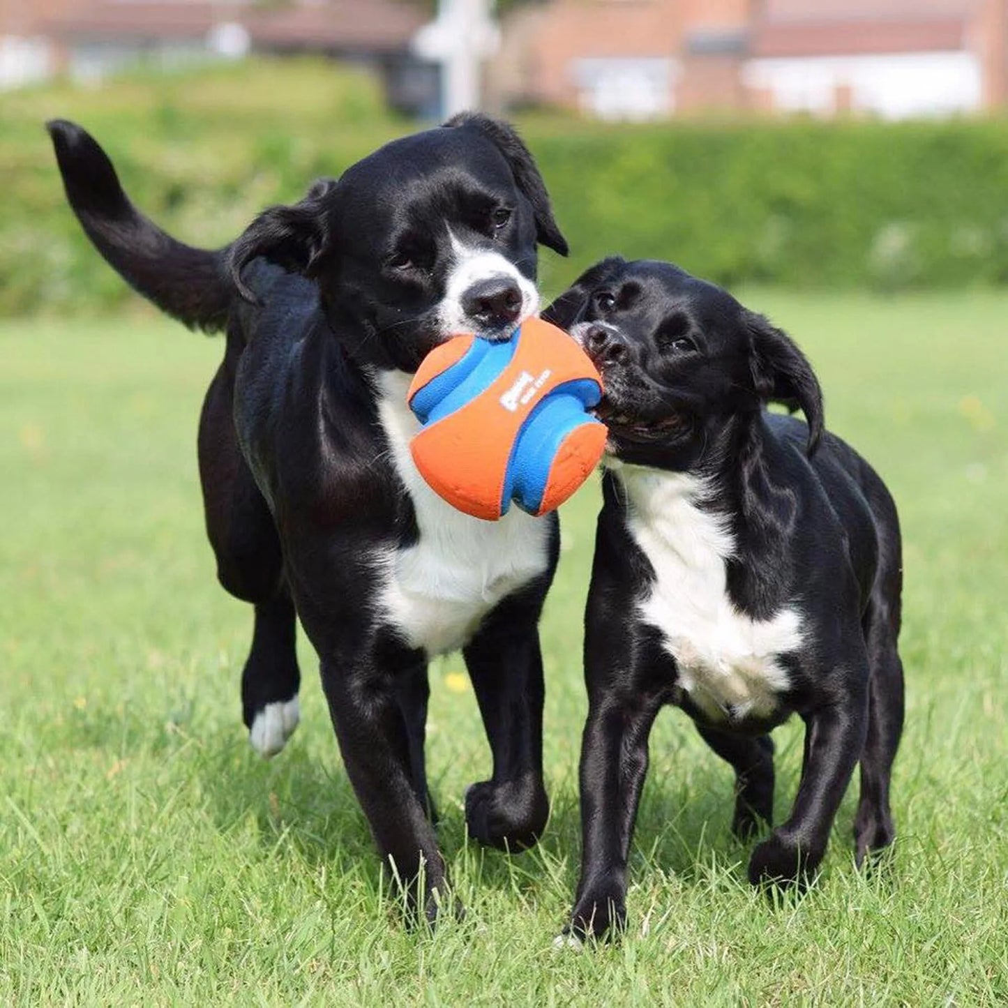 Chuckit! Kick Fetch - Large
