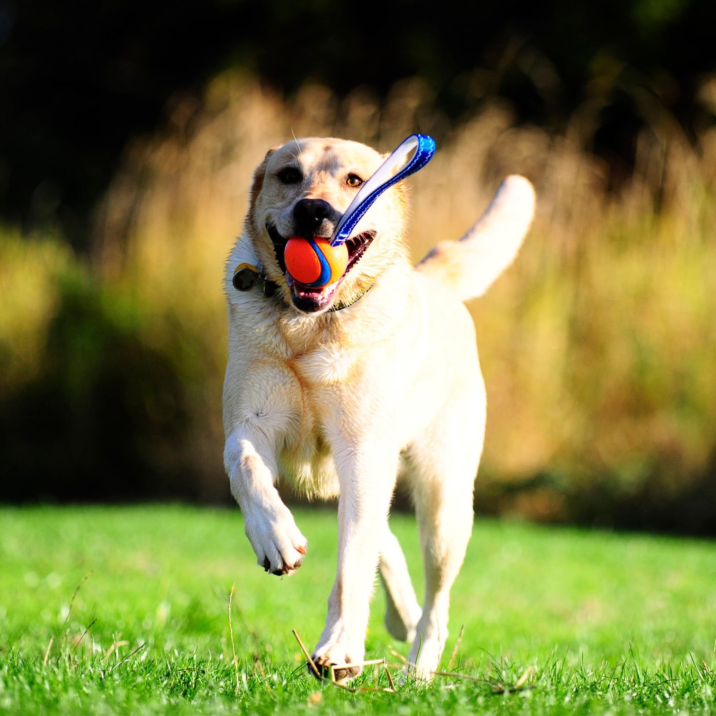 Chuckit! Ultra Tug