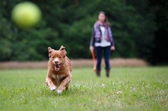 Fling N Fetch Werpstok