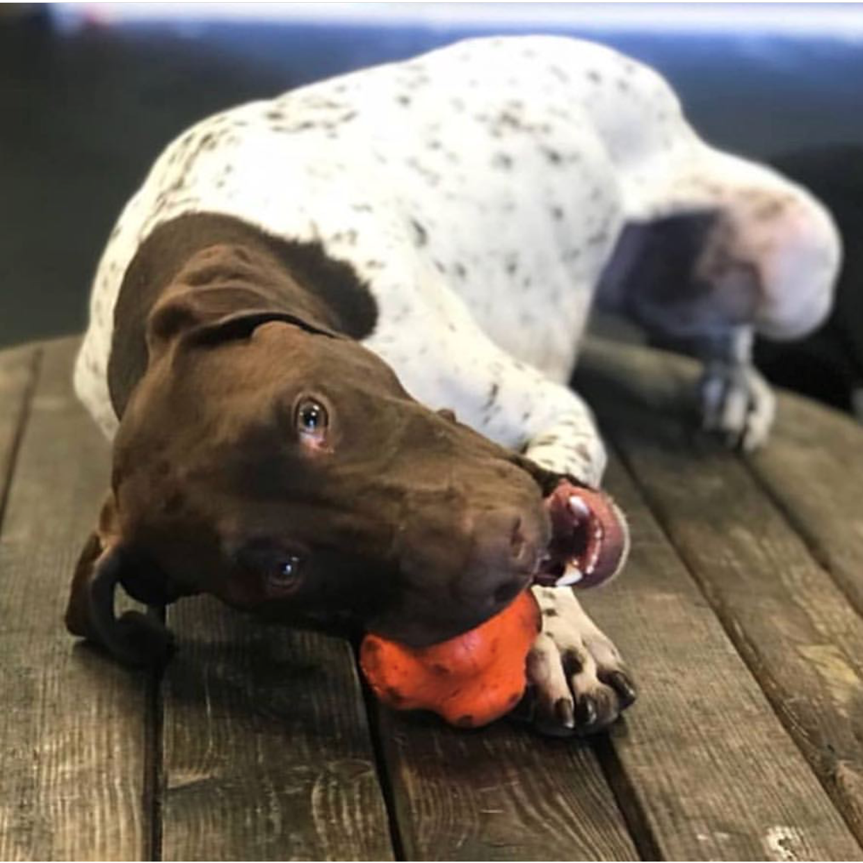 Sodapup Crazy Bounce Ball - Chew & Retrieving Toy