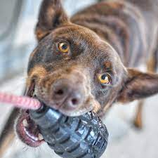 Sodapup K9 Magnum Grenade Chew & Reward Toy