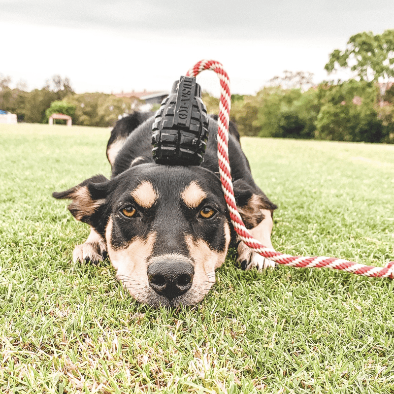 Sodapup K9 Magnum Grenade Chew & Reward Toy