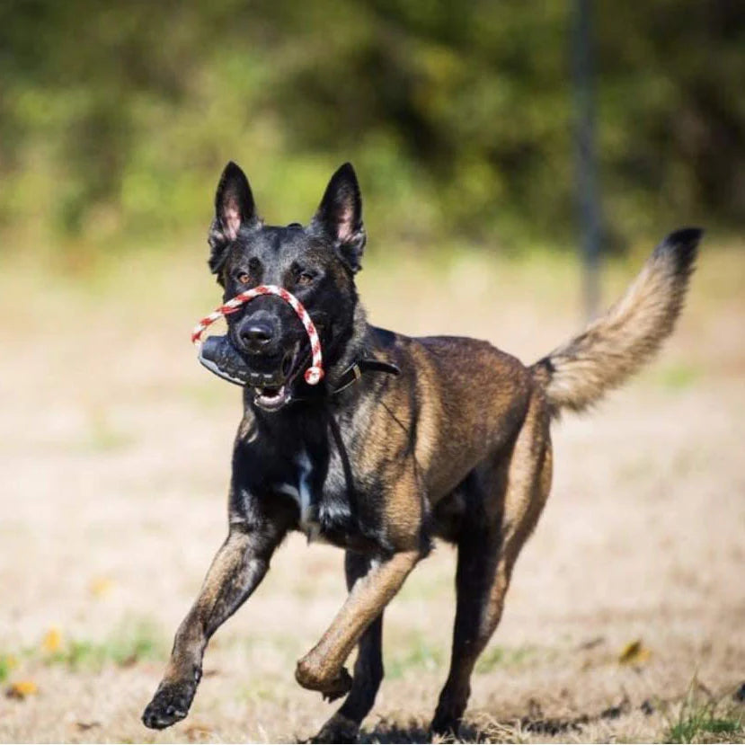 Sodapup K9 Magnum Grenade Chew & Reward Toy