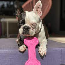 Sodapup Pink Durable Nylon Bone