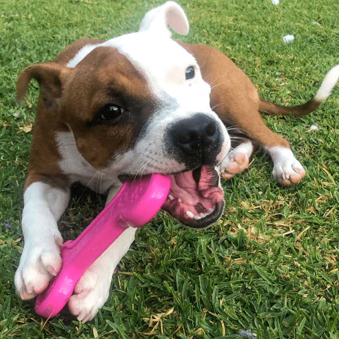 Sodapup Pink Durable Nylon Bone