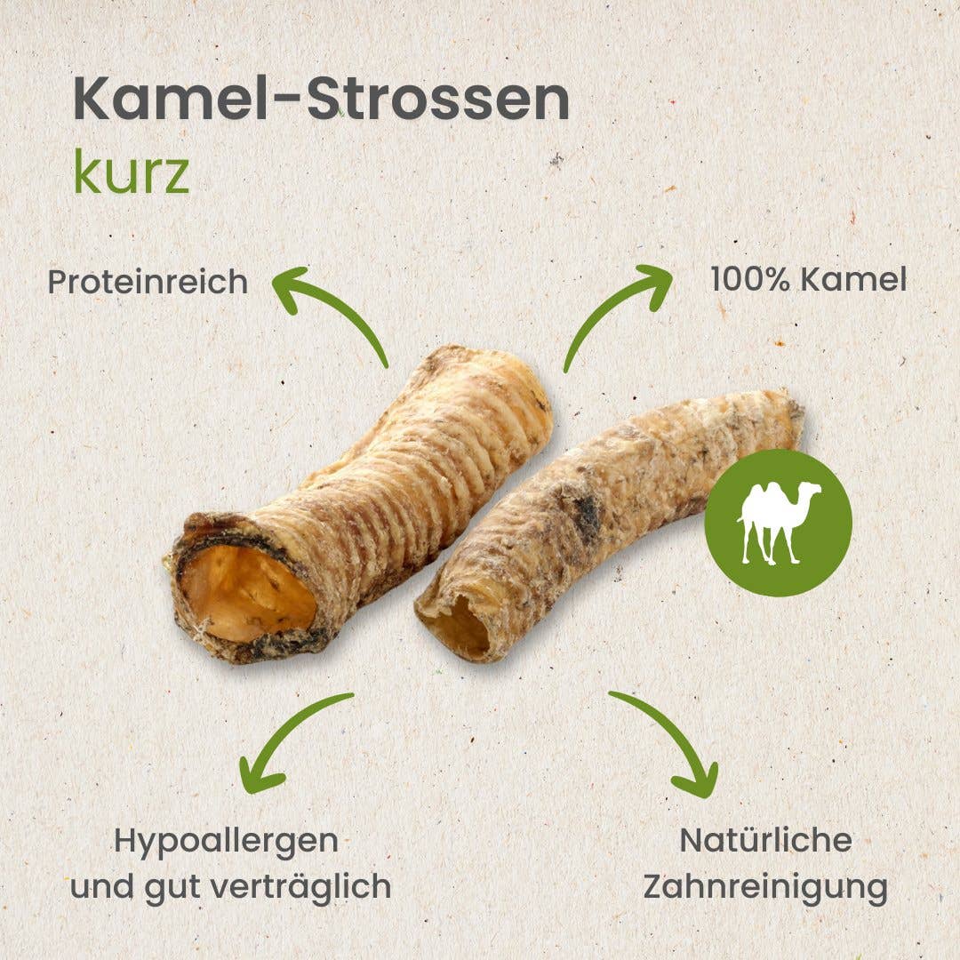 Kamelen luchtpijp