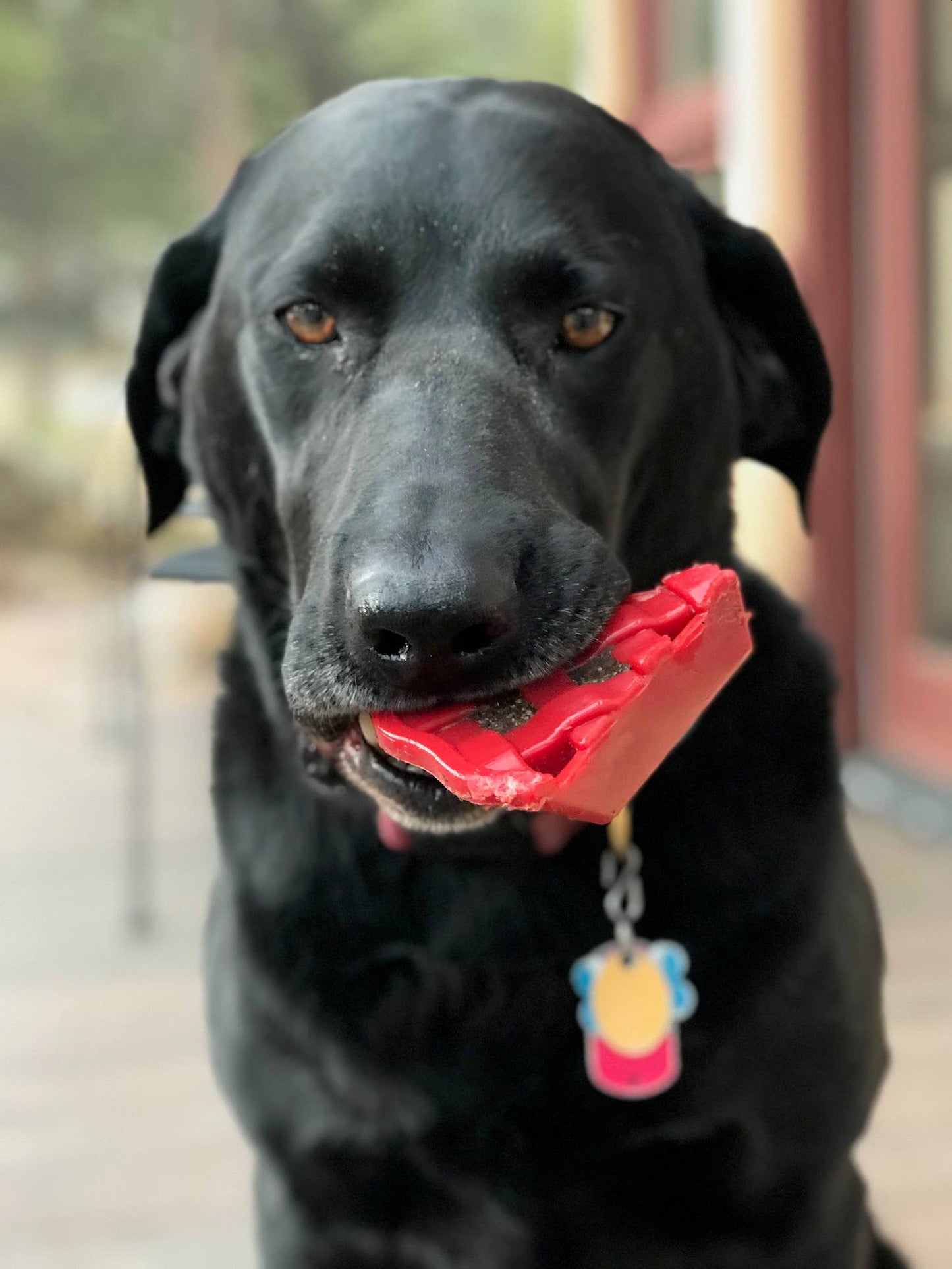 Sodapup Cherry Pie - Durable Nylon Chew & Treat Holder