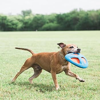 Chuckit! Fetch Flight Frisbee