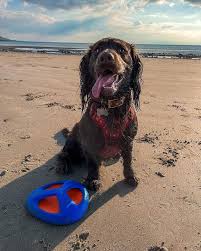 Chuckit! Fetch Flight Frisbee