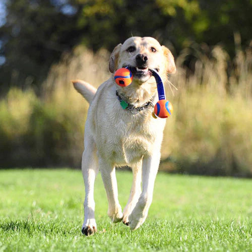 Chuckit! Ultra Duo Tug