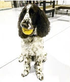 ID Ball Large - Chew & Retrieving Toy