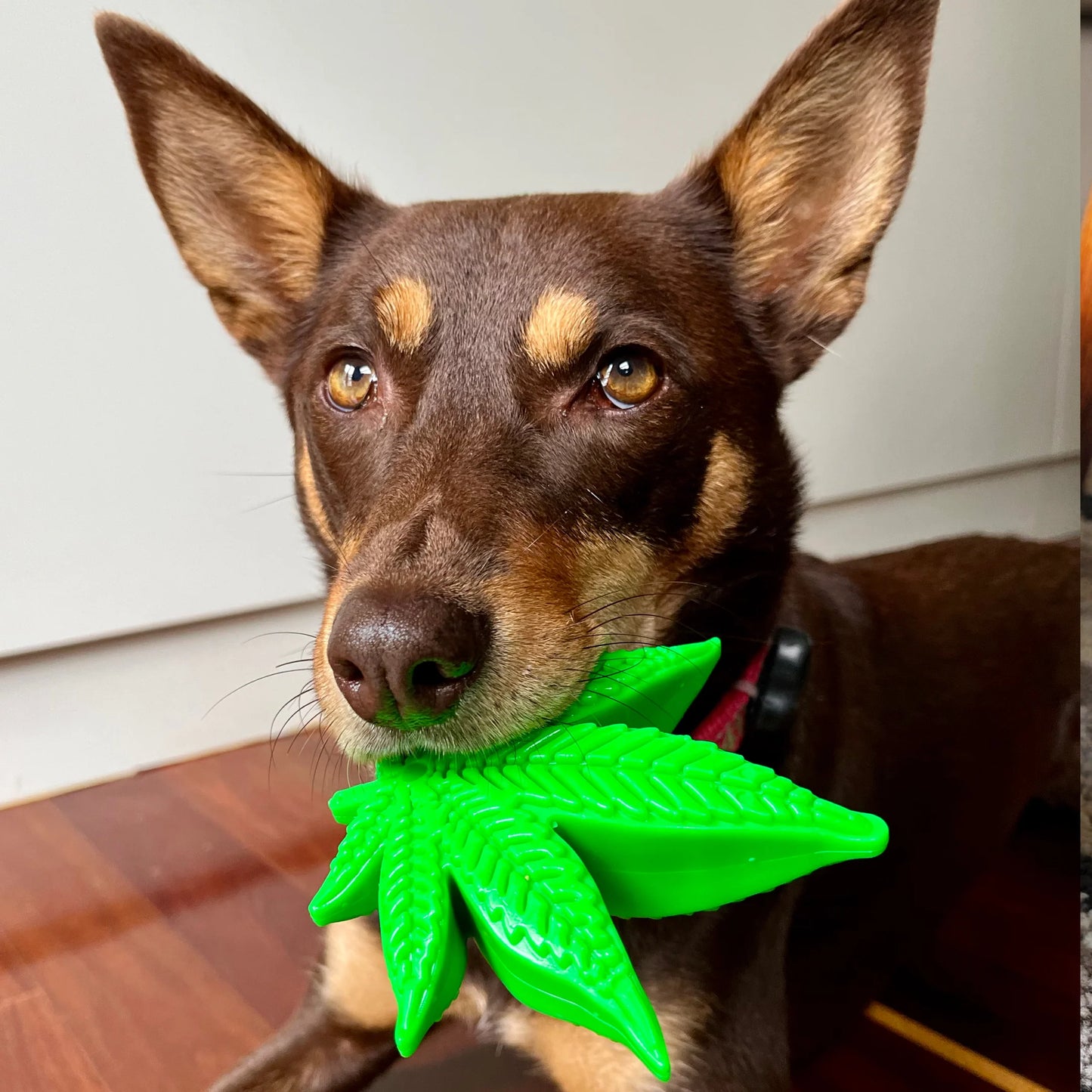 Sodapup Leaf - Durable Nylon Chew Toy
