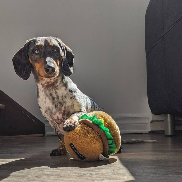 Nomnomz Hamburger