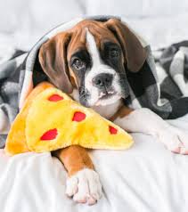 Nomnomz Pizza Slice