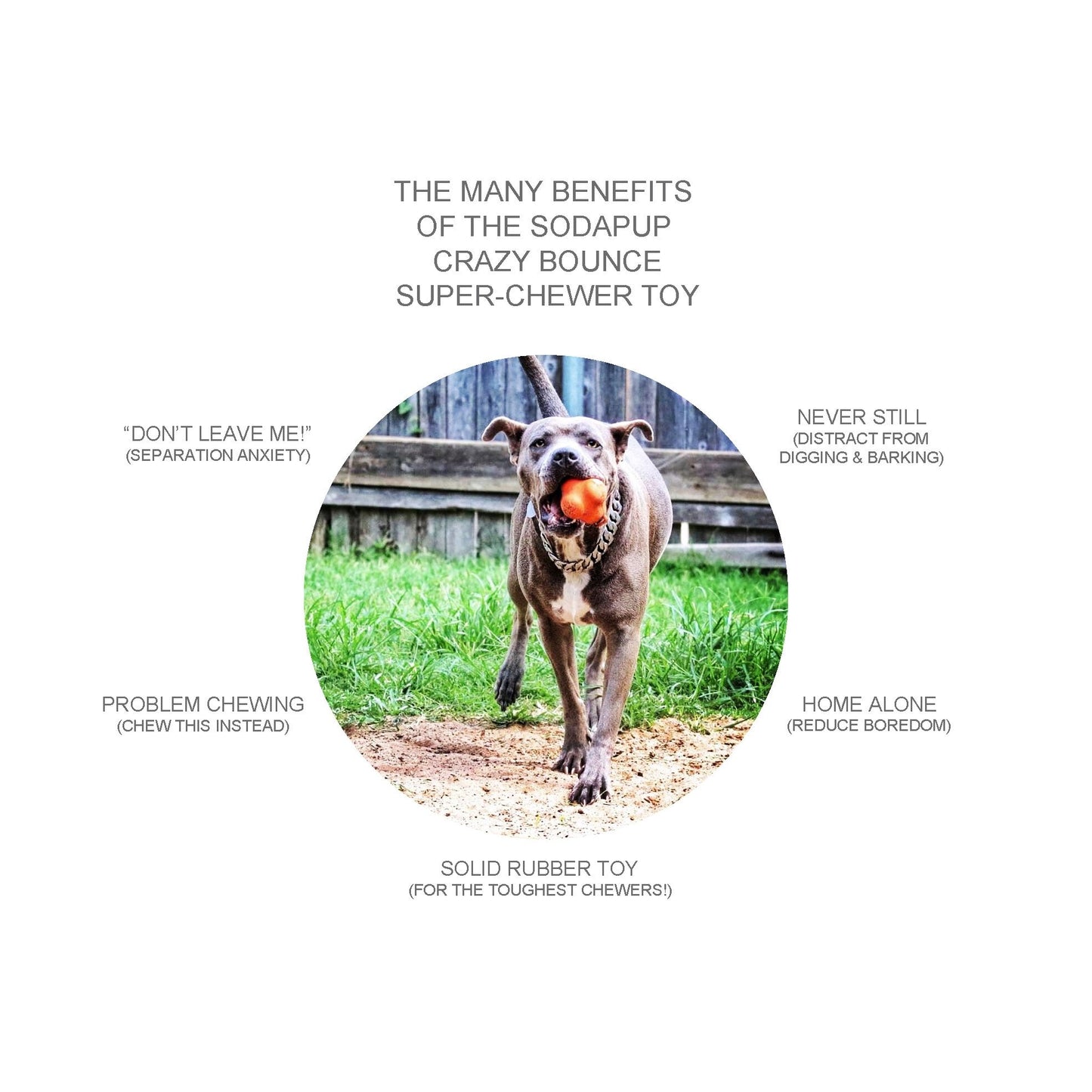 Sodapup Crazy Bounce Ball - Chew & Retrieving Toy
