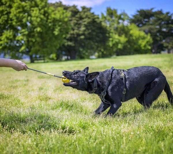 Swing 'N Fling Durafoam Fetch Ball