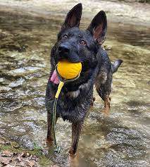 Swing 'N Fling Durafoam Fetch Ball