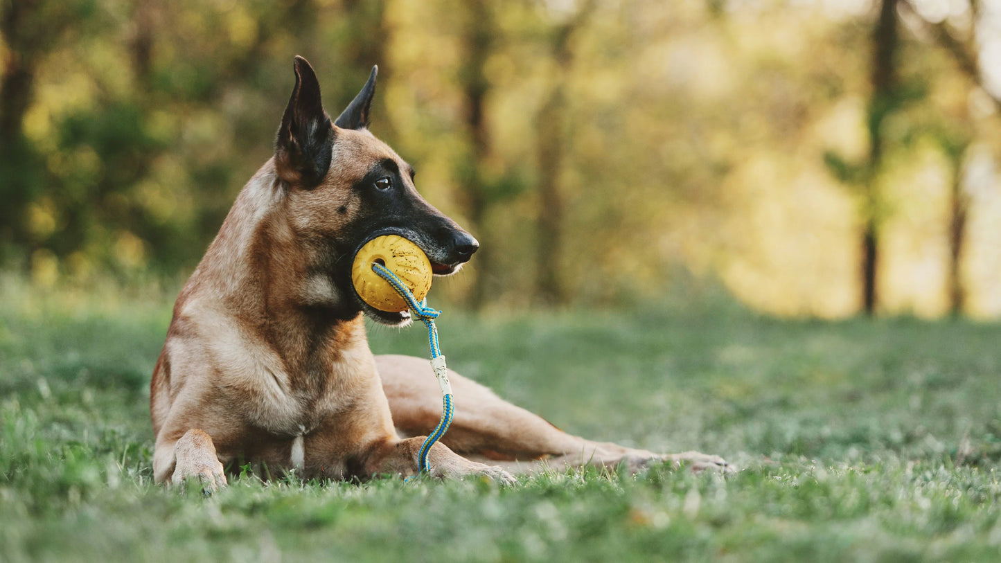 Swing 'N Fling Durafoam Fetch Ball