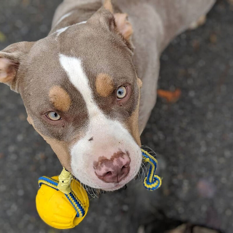 Swing 'N Fling Durafoam Fetch Ball