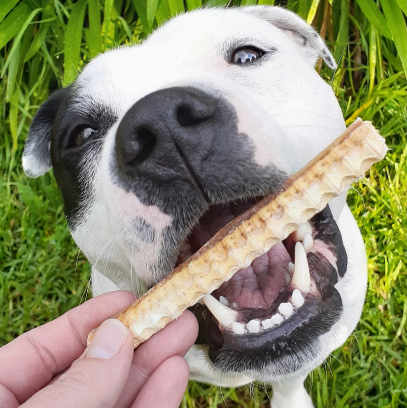 Don't go swimming - Haaienkraakbeen