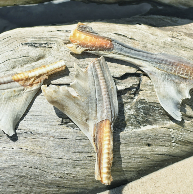 Shark Blades