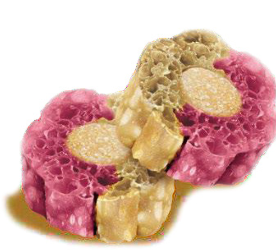 Knash Loofa Dental Digestive Bites - Bosbes & Rode Biet