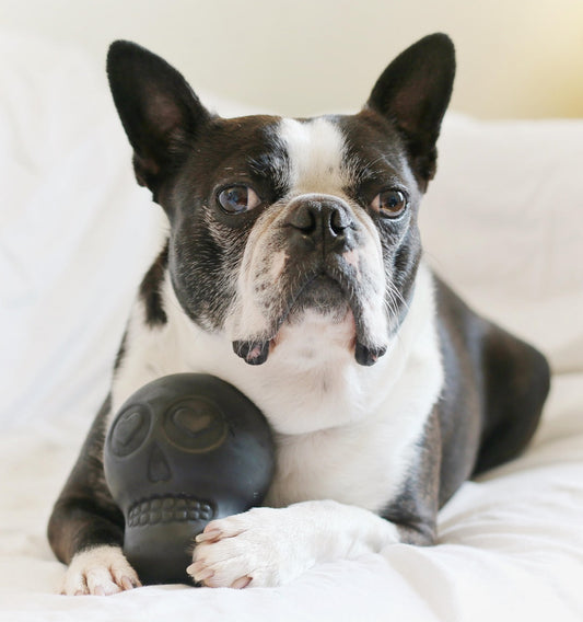 Skull Chew Toy & Treat Dispenser - Black/Pink/Glow In The Dark