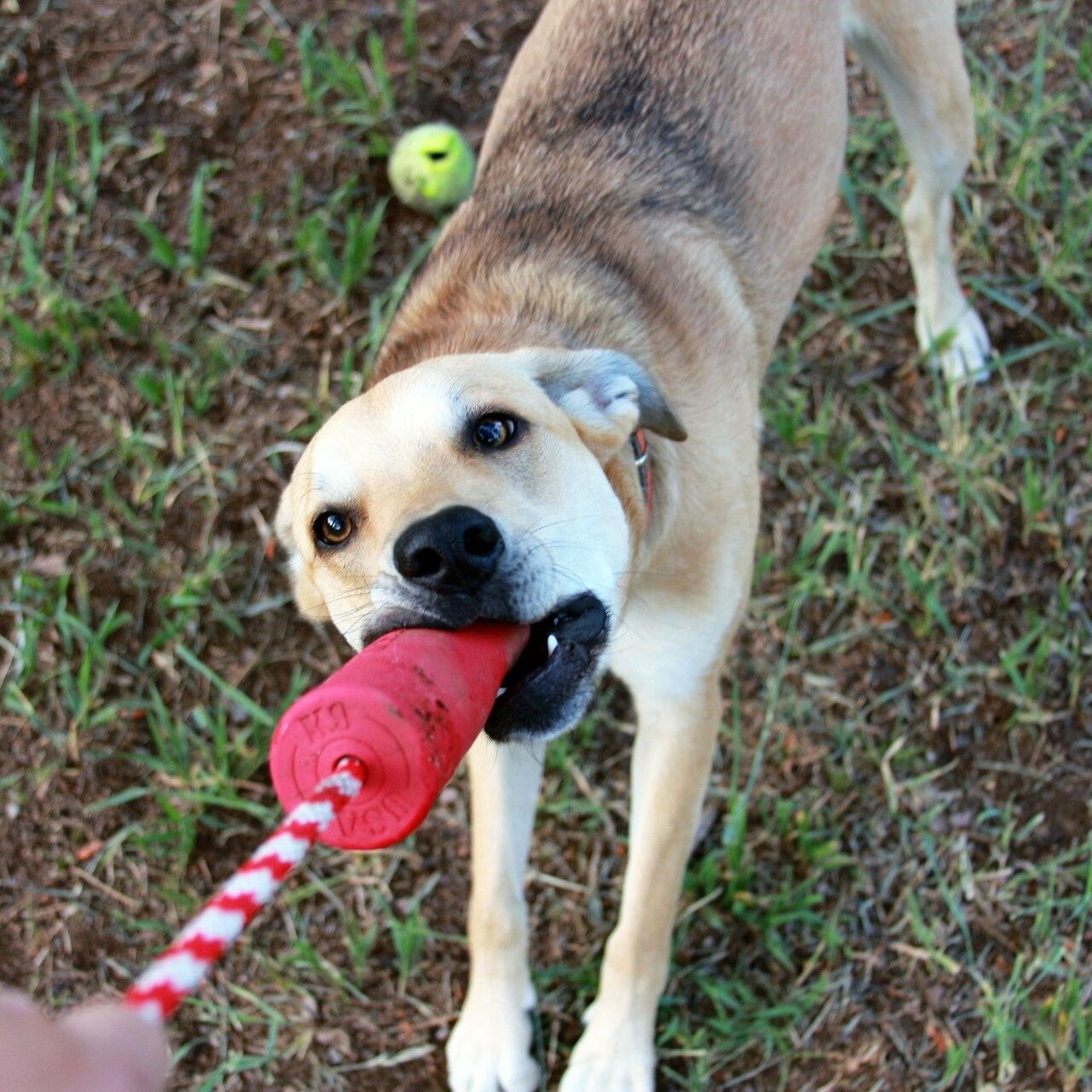 USA K9 Firecracker Training Dummy